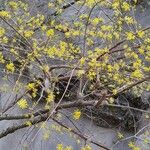 Cornus officinalis Hábito