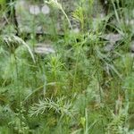 Seseli peucedanoides Otro