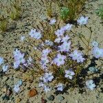 Linum lewisii Flower