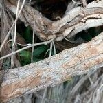Aristolochia gigantea 树皮