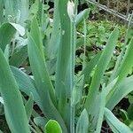 Iris pallida Leaf