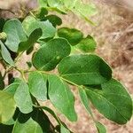 Albizia lebbeck Leaf