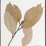 Lithocarpus honbaensis Diğer
