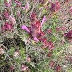 Thymus longiflorus Flower