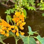 Pterocarpus amazonum Flors