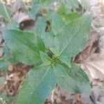 Synedrella nodiflora Лист