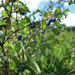 Lonicera caerulea Hábito