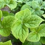 Podophyllum hexandrum Leht