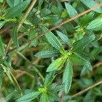 Erigeron karvinskianus Leaf