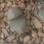 Lapidaria margaretae Hoja
