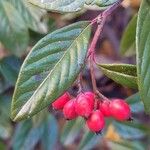 Cotoneaster salicifolius Leht