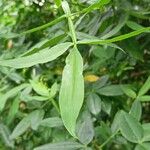 Zanthoxylum acanthopodium 葉