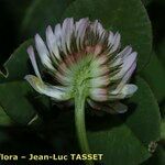 Trifolium isthmocarpum Kvet