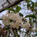 Wrightia religiosa Flower