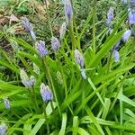 Hyacinthoides hispanica Цвят