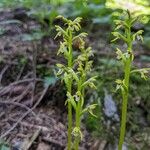 Corallorhiza trifida Floare