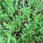 Galium porrigens 整株植物