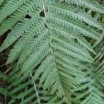 Dryopteris filix-masBlad