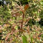 Photinia davidiana ഇല
