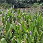 Pontederia cordata Fula