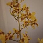 Oncidium altissimum Flower