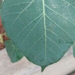 Ficus religiosa Leaf