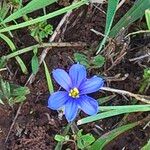 Sisyrinchium langloisii 花