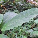 Terminalia superba Hoja