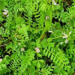 Astragalus pelecinus Blatt