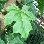 Vasconcellea cauliflora List
