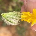 Phlomis cretica Fleur