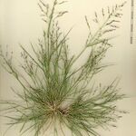 Eragrostis pectinacea その他の提案