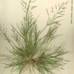 Eragrostis pectinacea 其他