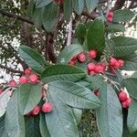 Cotoneaster frigidus Folha