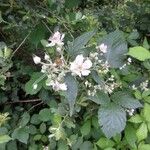 Rubus questieri Flower