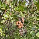 Sophora secundiflora Fruit