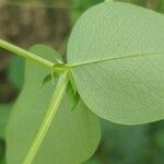 Vicia pisiformis Leaf