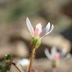 Micranthes clusii Virág