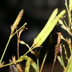 Sida cuspidata Fruto