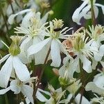 Clematis recta Flower