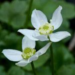 Ranunculus hystriculus Flower