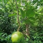 Xylocarpus granatum Fruit