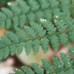 Dryopteris intermedia Hoja