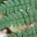 Dryopteris intermedia Leaf