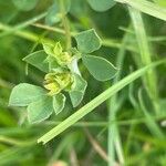 Lotus corniculatus Leaf