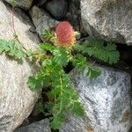 Geum reptans Other