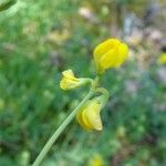 Coronilla minima Flower