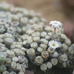 Conophytum fraternum Blüte