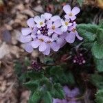 Iberis carnosa Flor