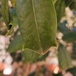 Ilex cornuta Blatt